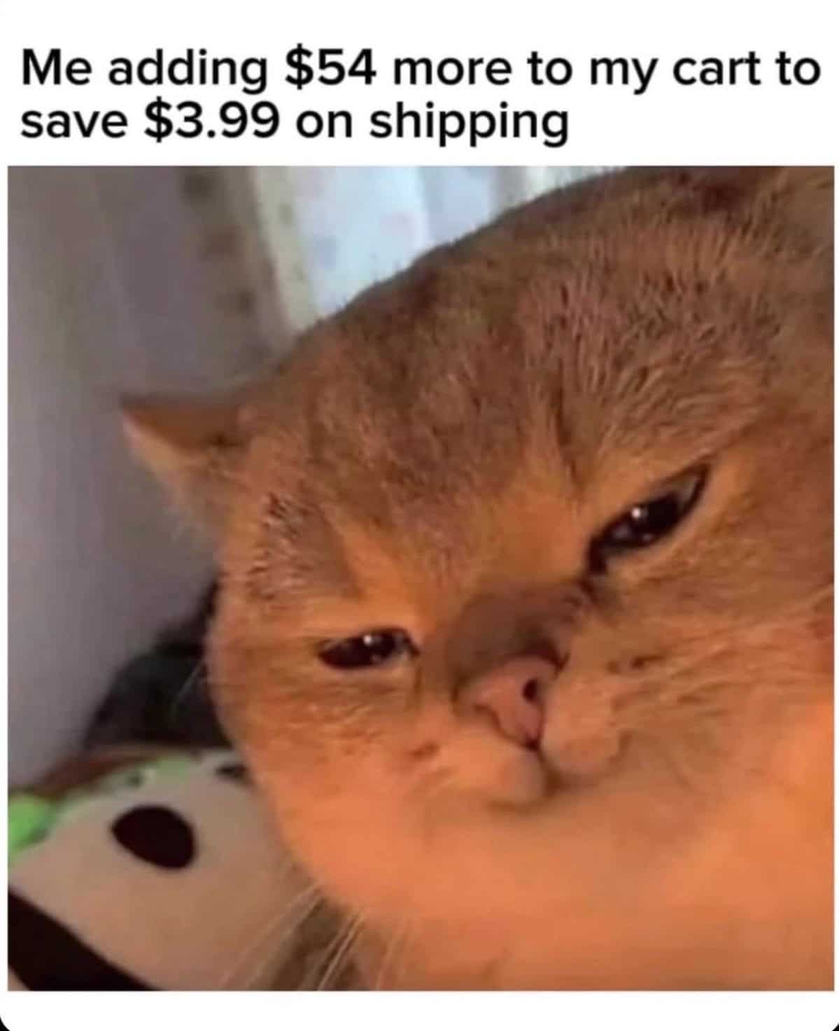 貪小便宜買家貨迫訂單的迷因貓